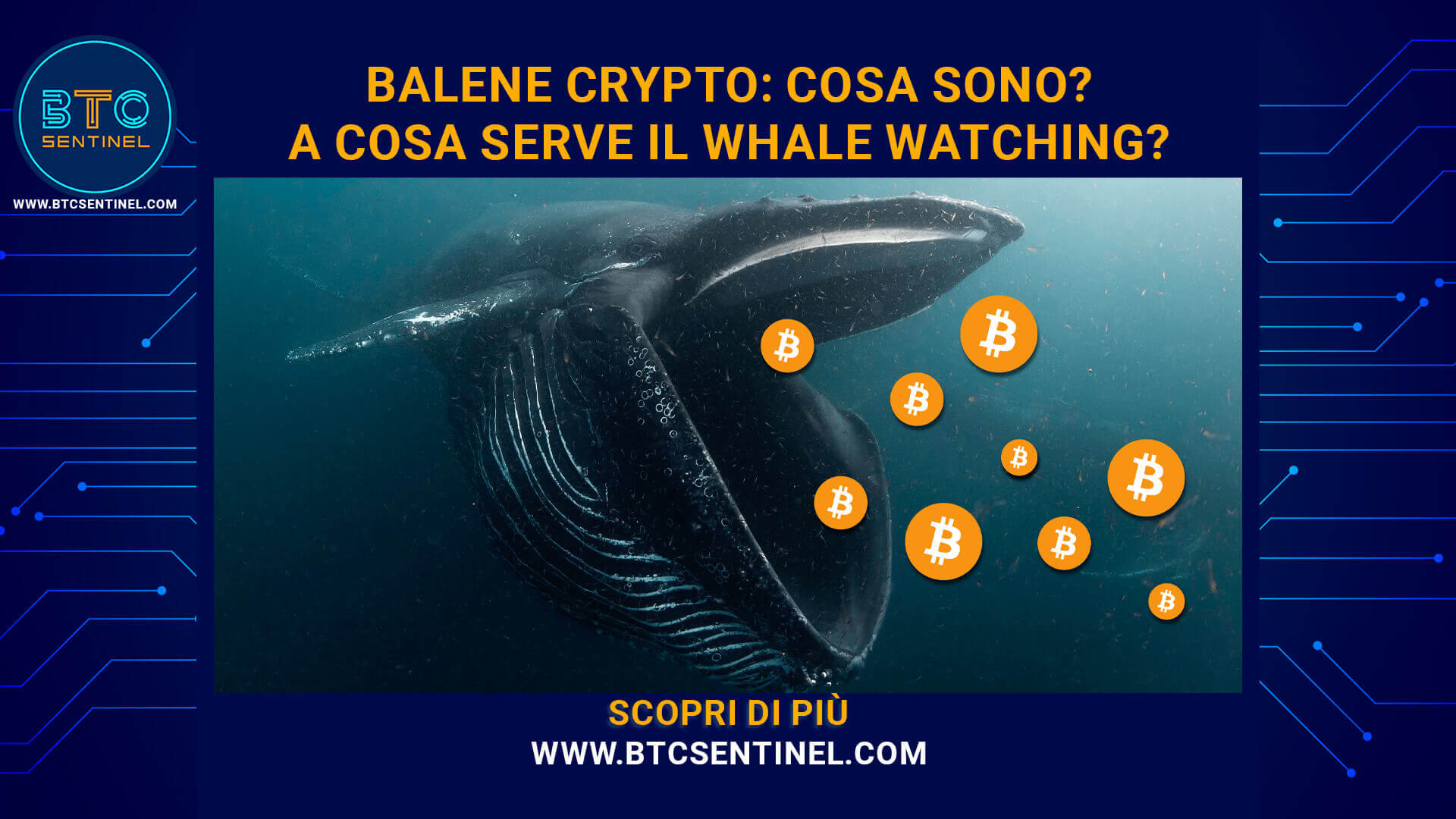 Cosa sono le balene crypto e a cosa serve il Whale Watching