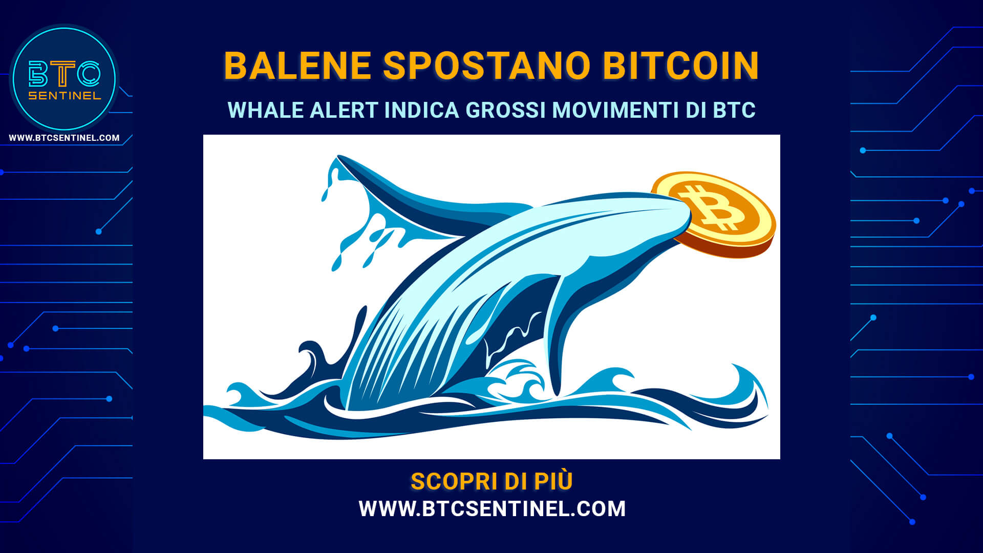 Whale Alert: balena ha spostato $ 300 milioni in Bitcoin